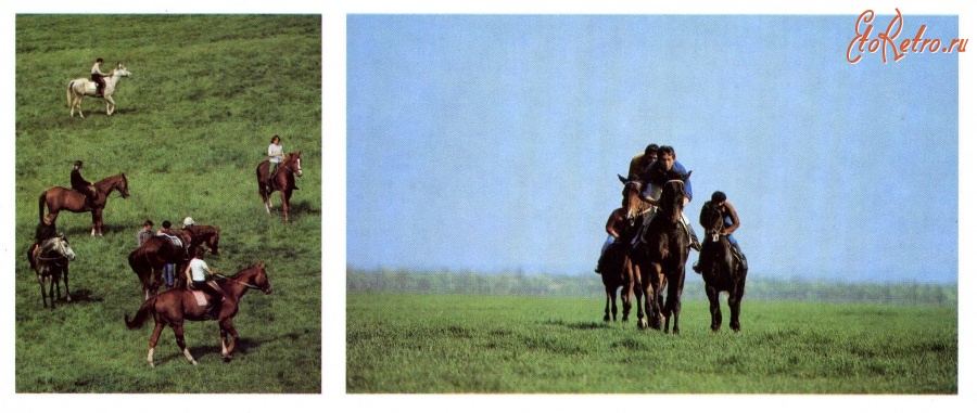 Ретро открытки - Тренировка спортивных лошадей.