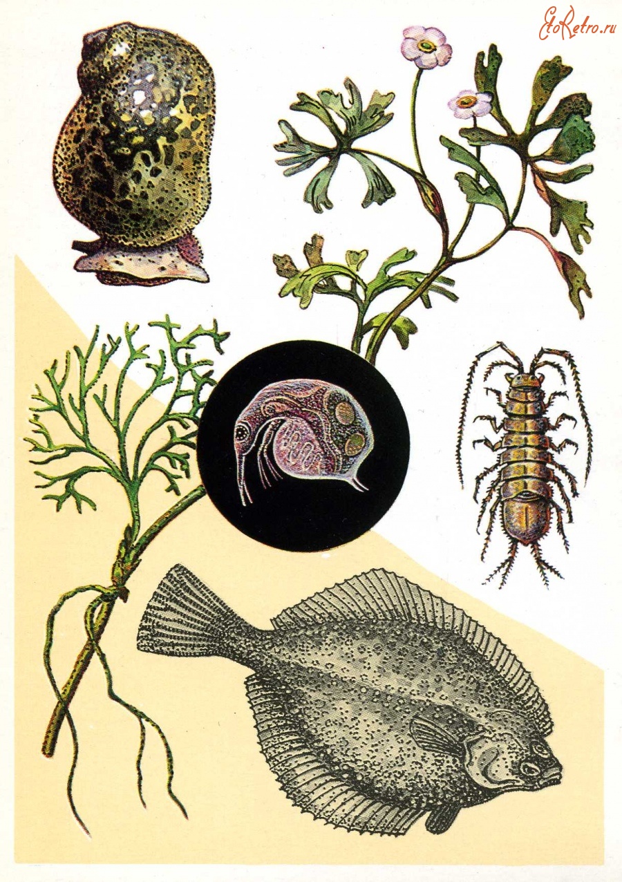Ретро открытки - Пресноводные обитатели Балтийского моря.