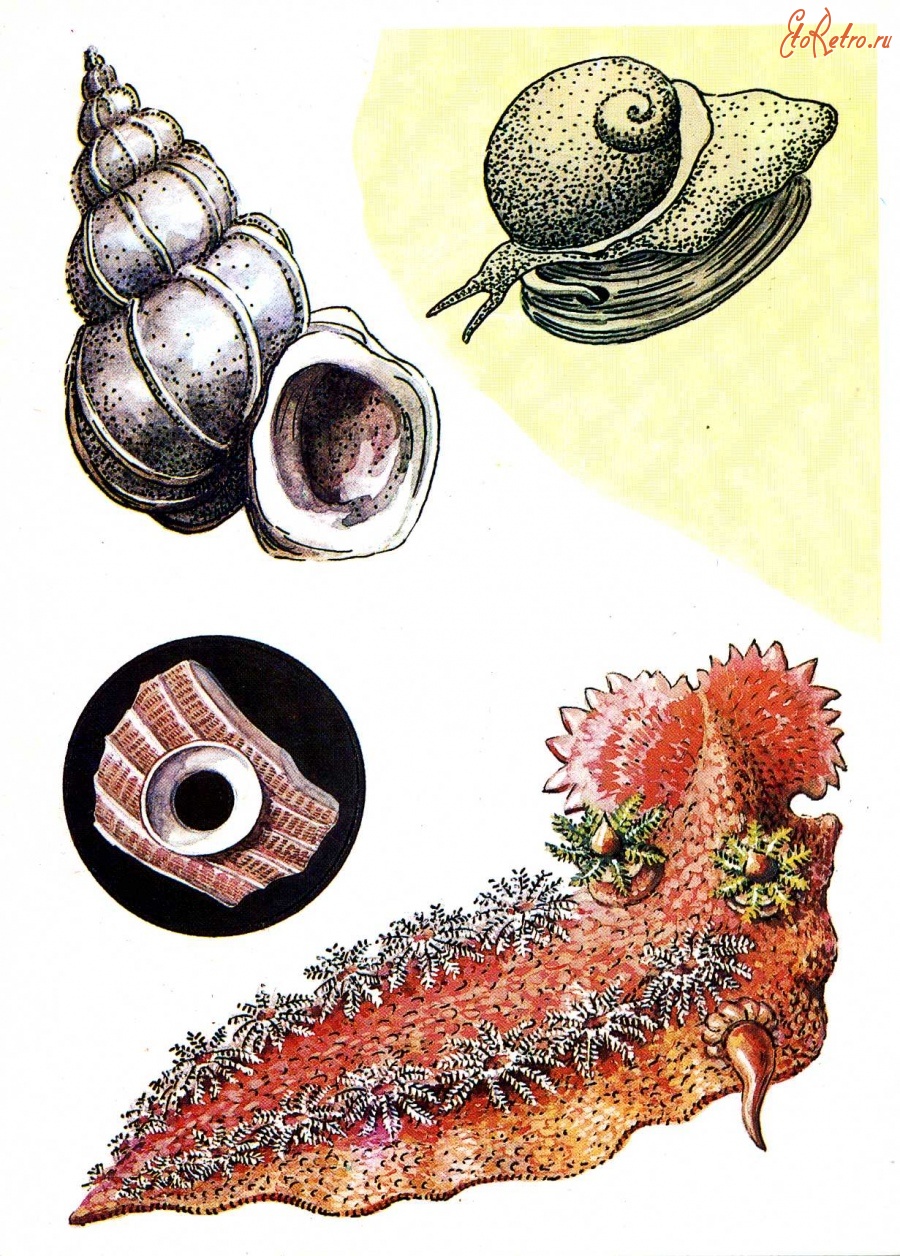 Ретро открытки - Брюхоногие моллюски.