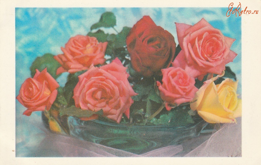 Старые Розы Фото