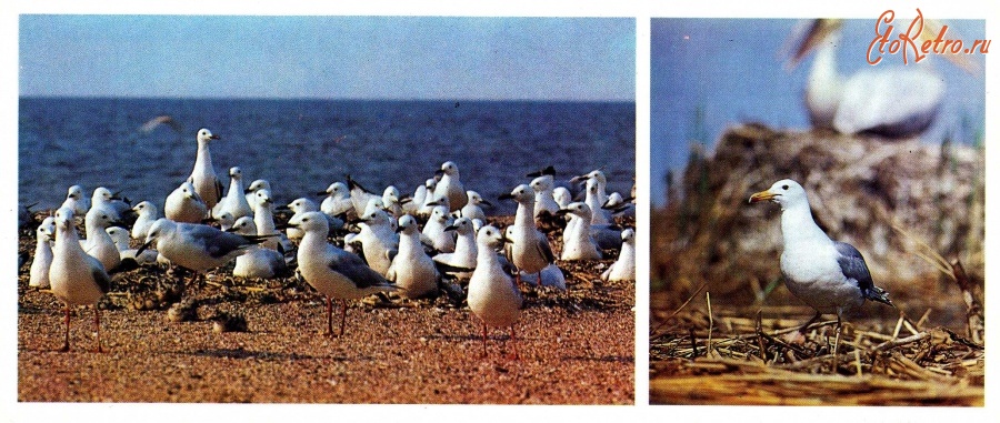Ретро открытки - Серебристая чайка. Морской голубок.