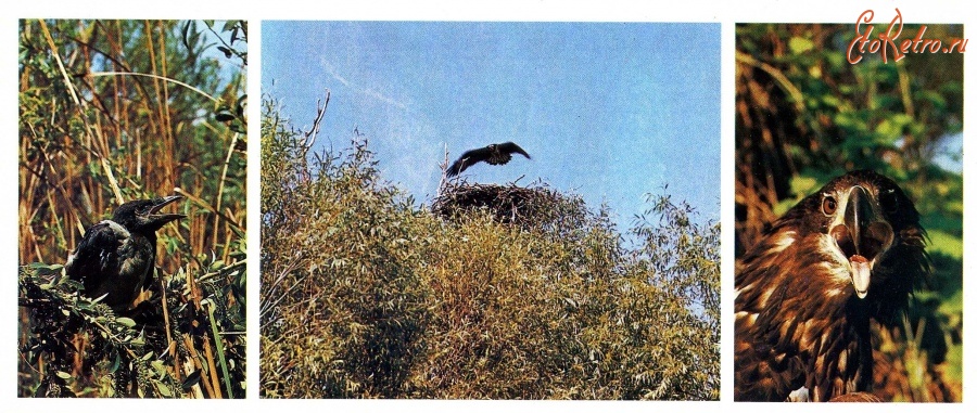 Ретро открытки - Серая ворона. Орлан-белохвост.
