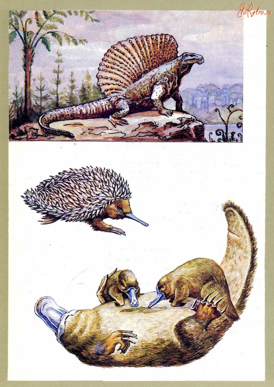Ретро открытки - Заповедные растения и животные.