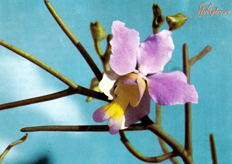 Ретро открытки - Орхидея