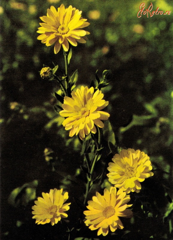 Ретро открытки - Хризантемы
