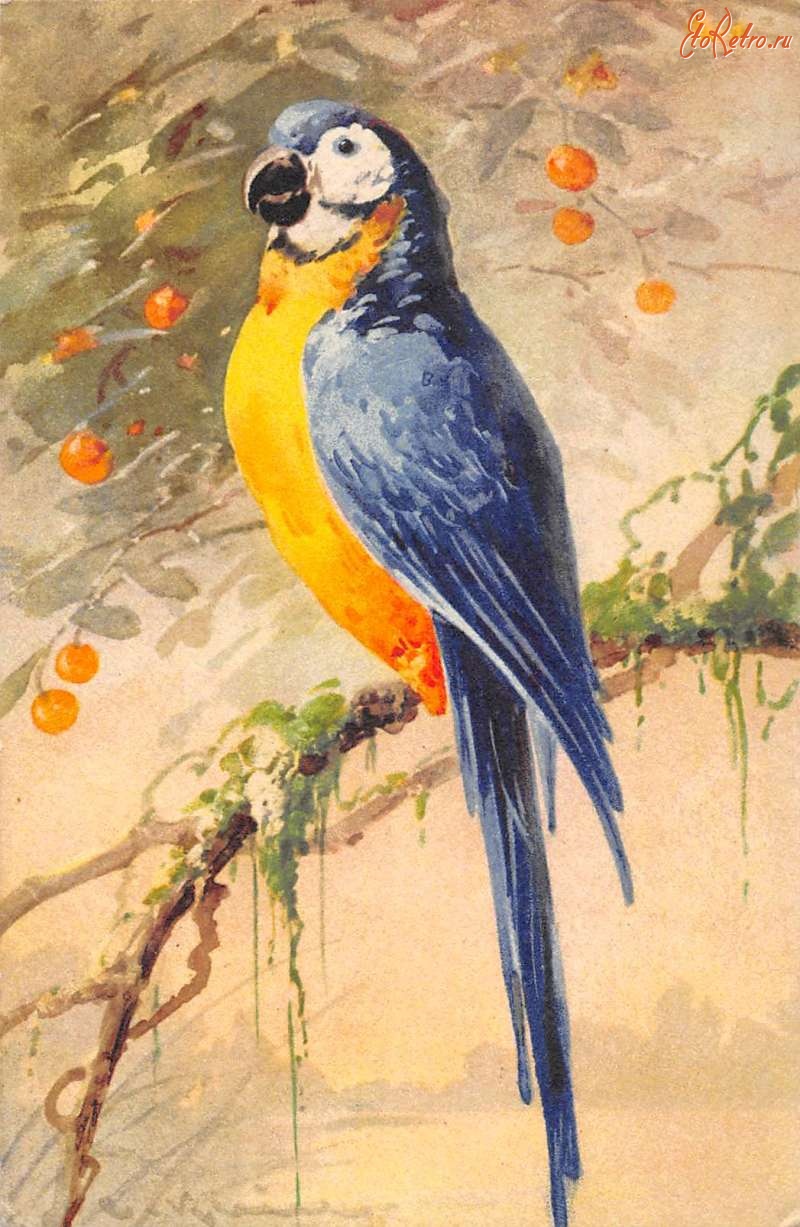 Ретро открытки - Сине-жёлтый попугай на ветке