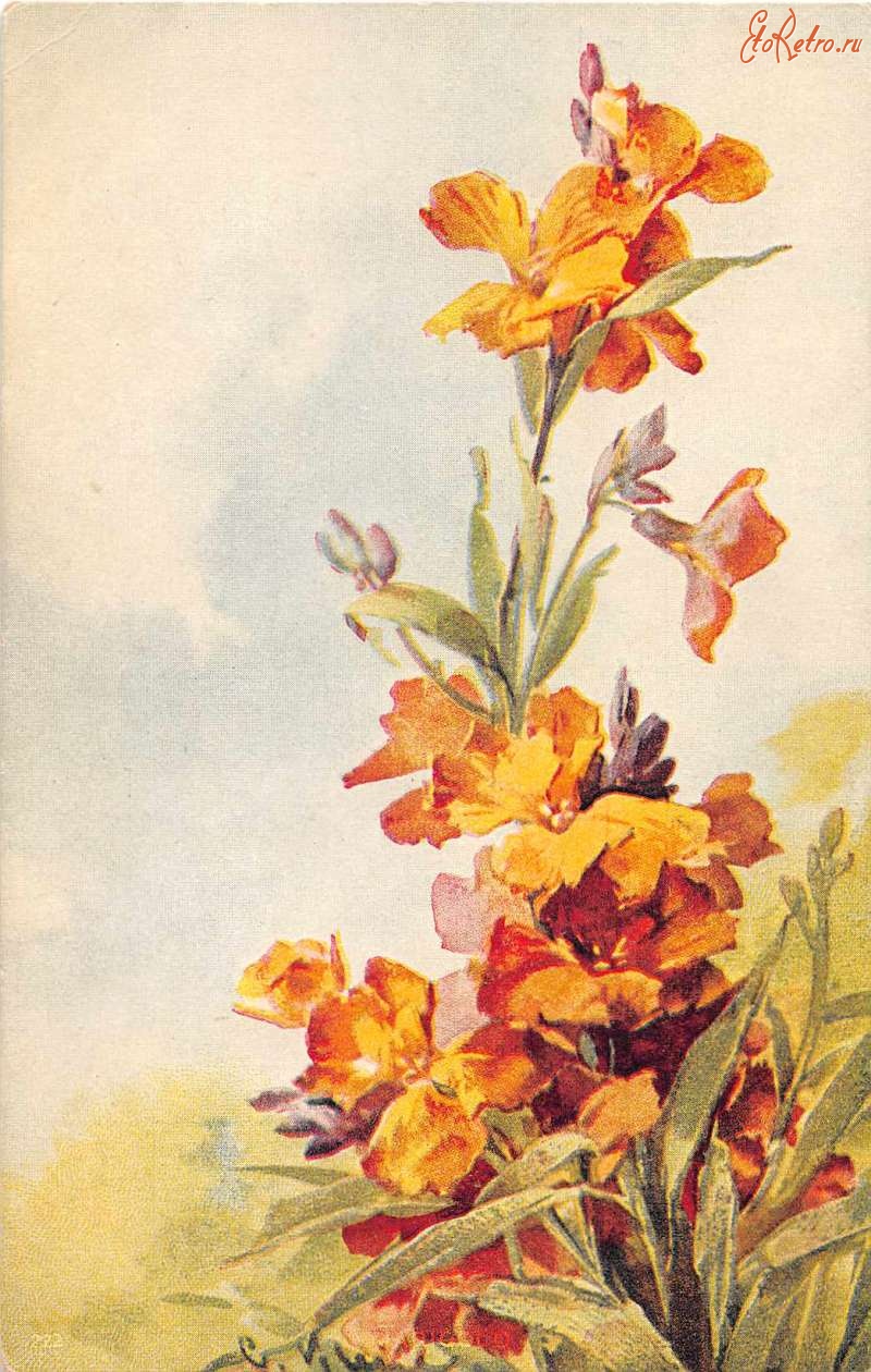 Ретро открытки - Весенние цветы. Лакфиоль
