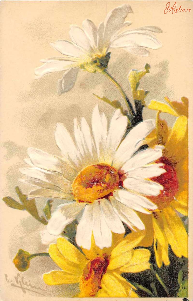 Ретро открытки - Жёлтые и белые ромашки