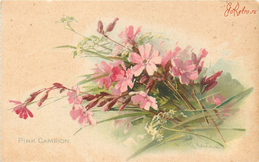 Ретро открытки - Натюрморт Розовые смолёвки