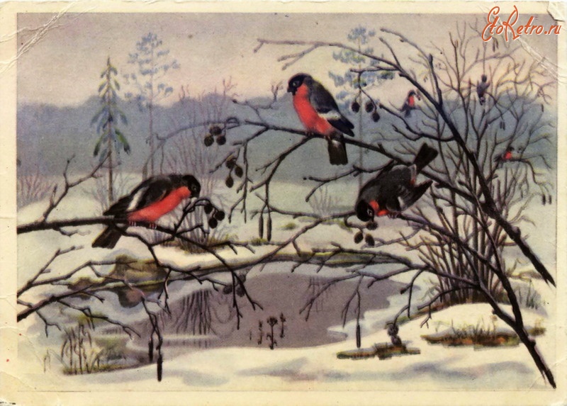 Ретро открытки - Снегири