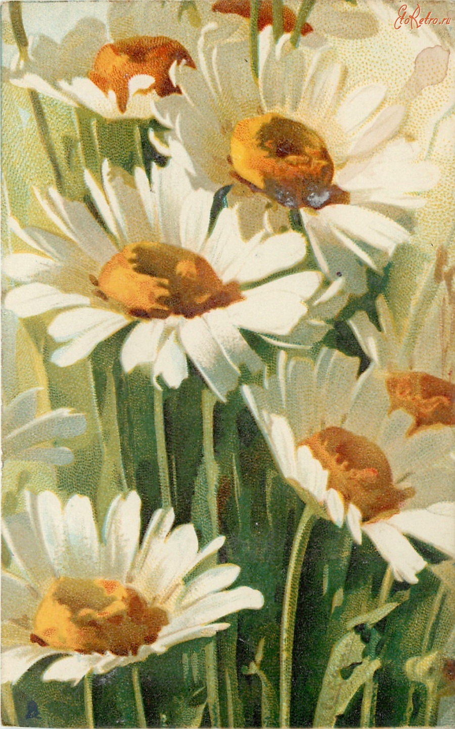Ретро открытки - Цветы Кляйн. Белые маргаритки