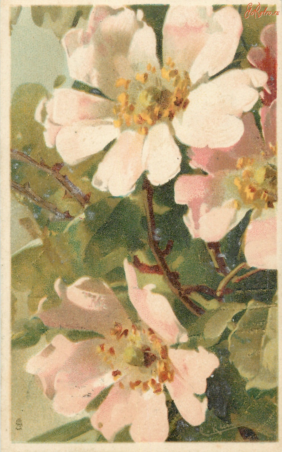 Ретро открытки - Три бело-розовые дикие розы