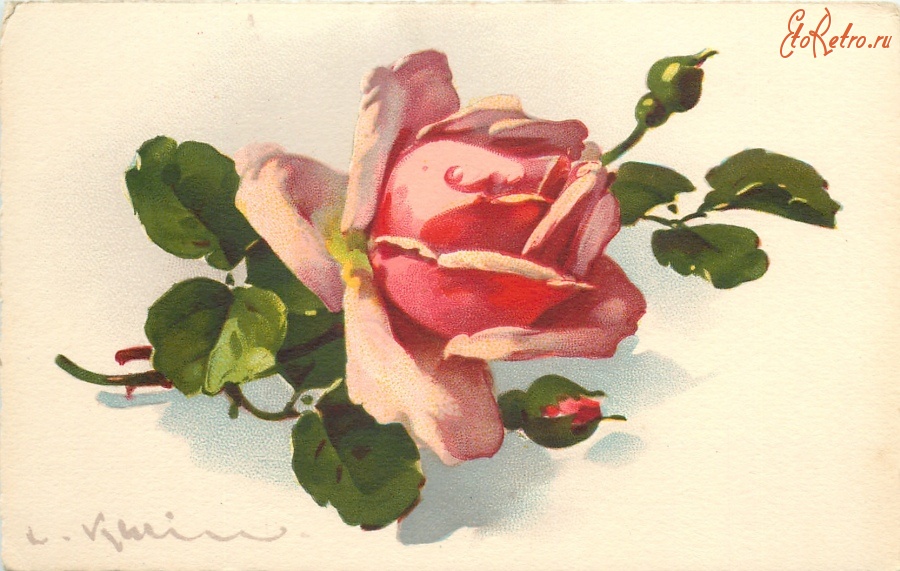 Ретро открытки - Одна небольшая роза и два розовых бутона