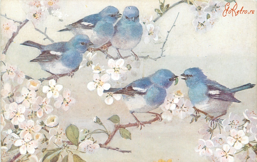 Ретро открытки - Пять синих птиц на цветущем вишнёвом дереве