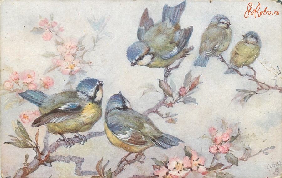 Ретро открытки - Пять лазоревок на цветущем вишнёвом дереве