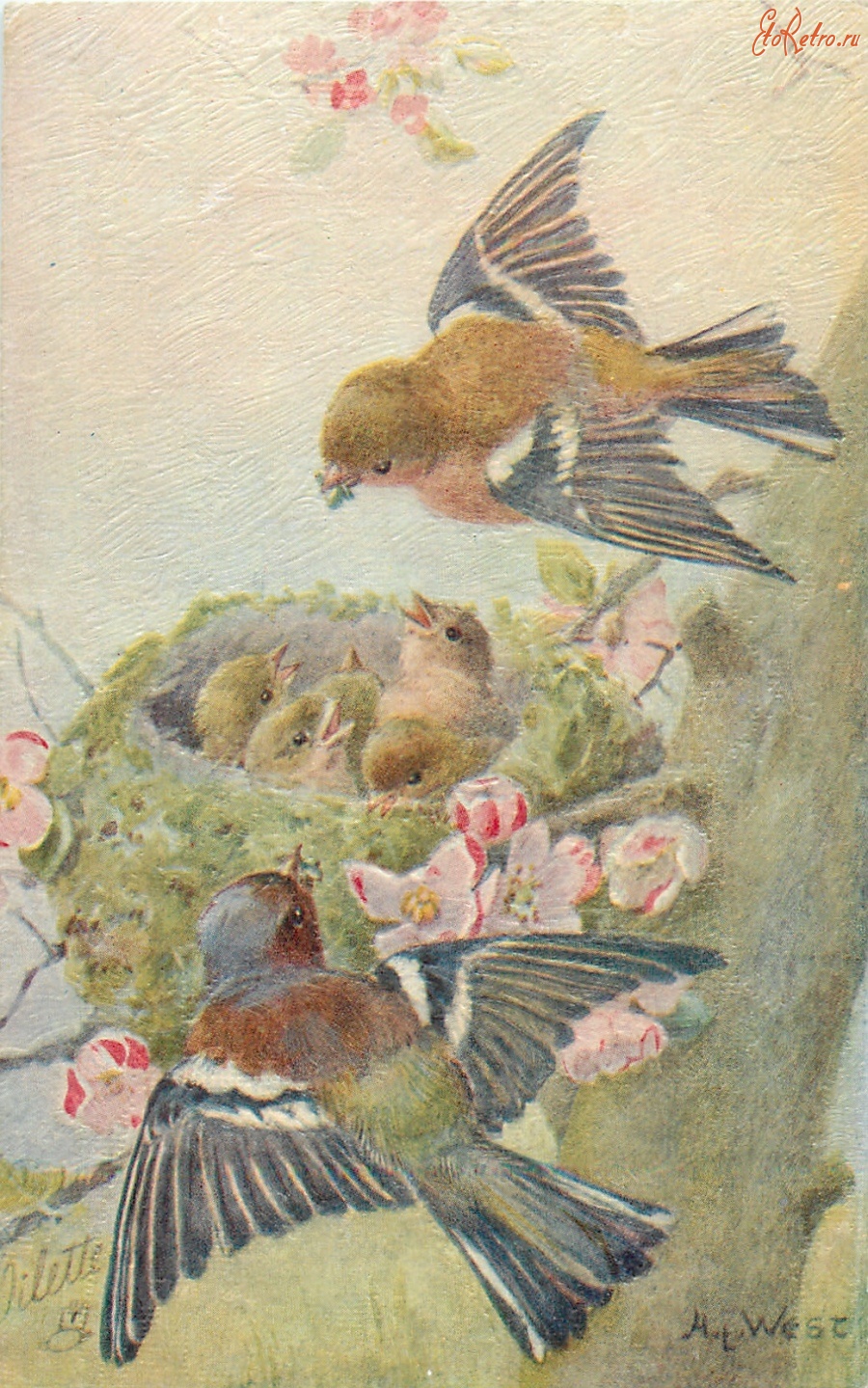 Ретро открытки - Зяблики в гнезде с тремя птенцами