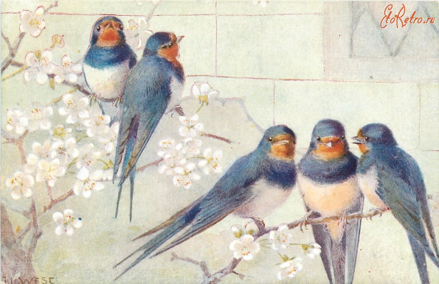 Ретро открытки - Поющие ласточки на ветке цветущего вишнёвого дерева