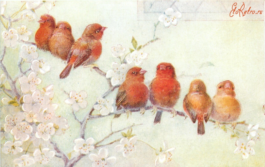 Ретро открытки - Оранжевые птицы на цветущем вишнёвом дереве