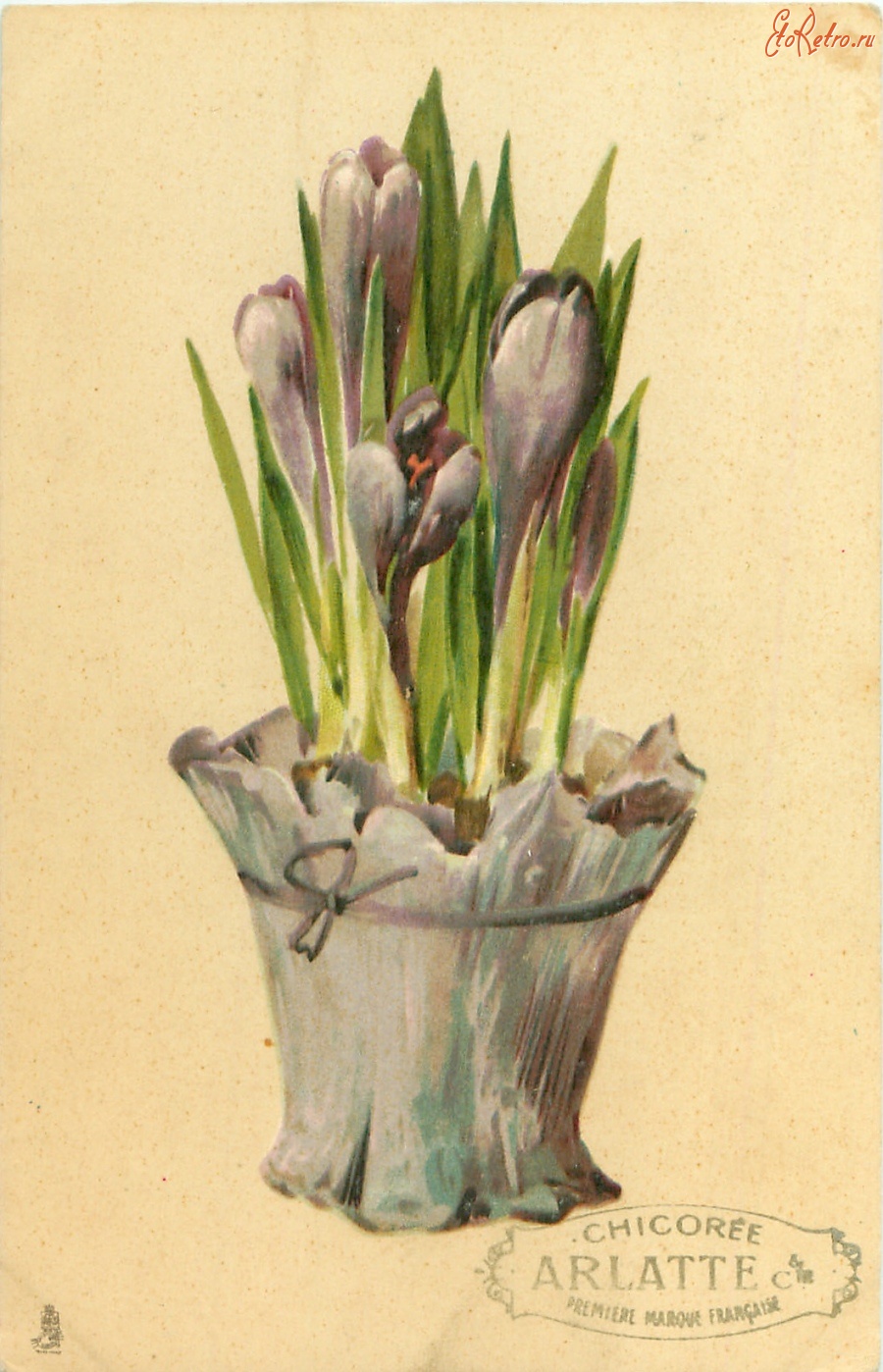 Ретро открытки - Фиолетовые крокусы в цветочном горшке
