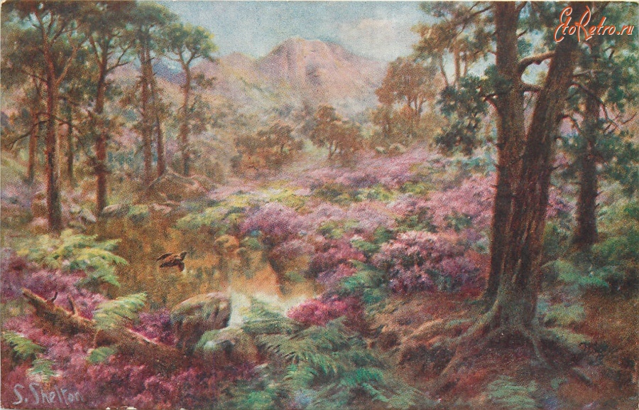 Ретро открытки - Цветение рододендронов в лесу