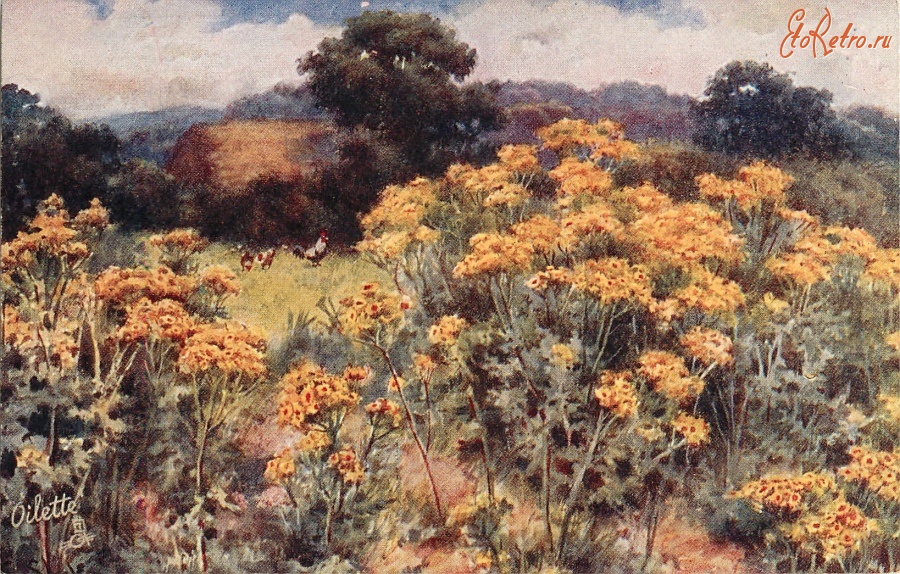 Ретро открытки - Жёлтые луговые цветы и стог сена