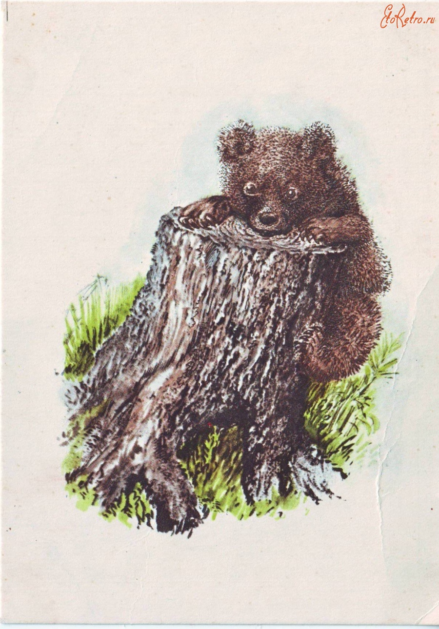 Ретро открытки - Любопытный медвежонок
