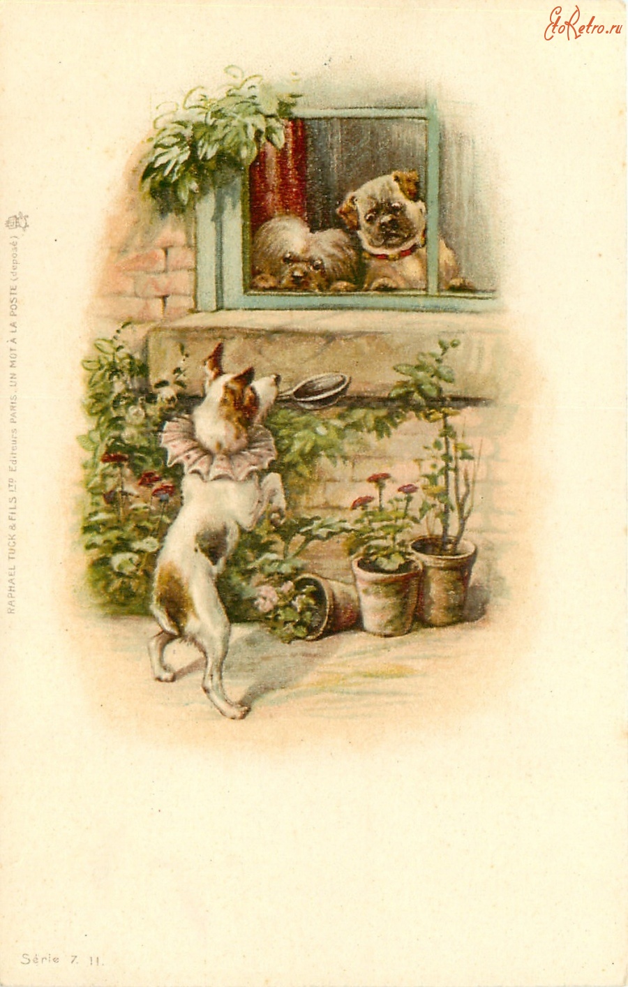 Ретро открытки - Театр одного актера. Терьер в саду и две собаки в окне