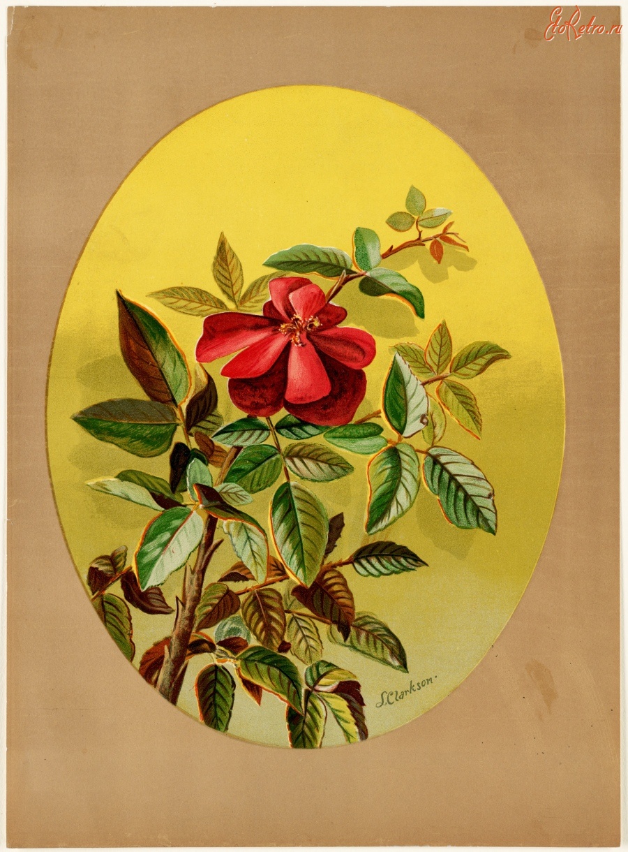 Ретро открытки - Красная роза в овальной композиции