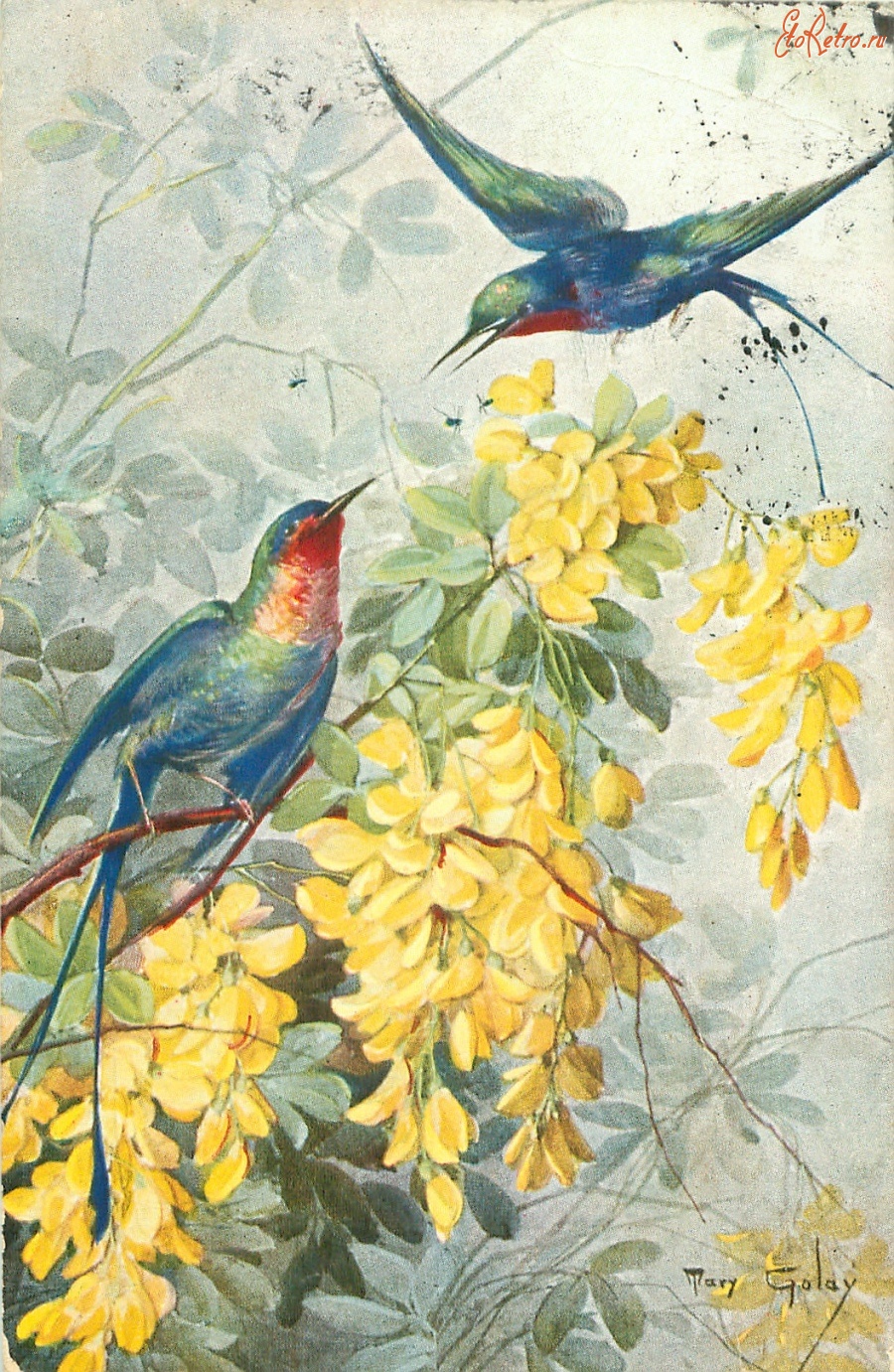 Ретро открытки - Две райские птицы и жёлтые тропические цветы