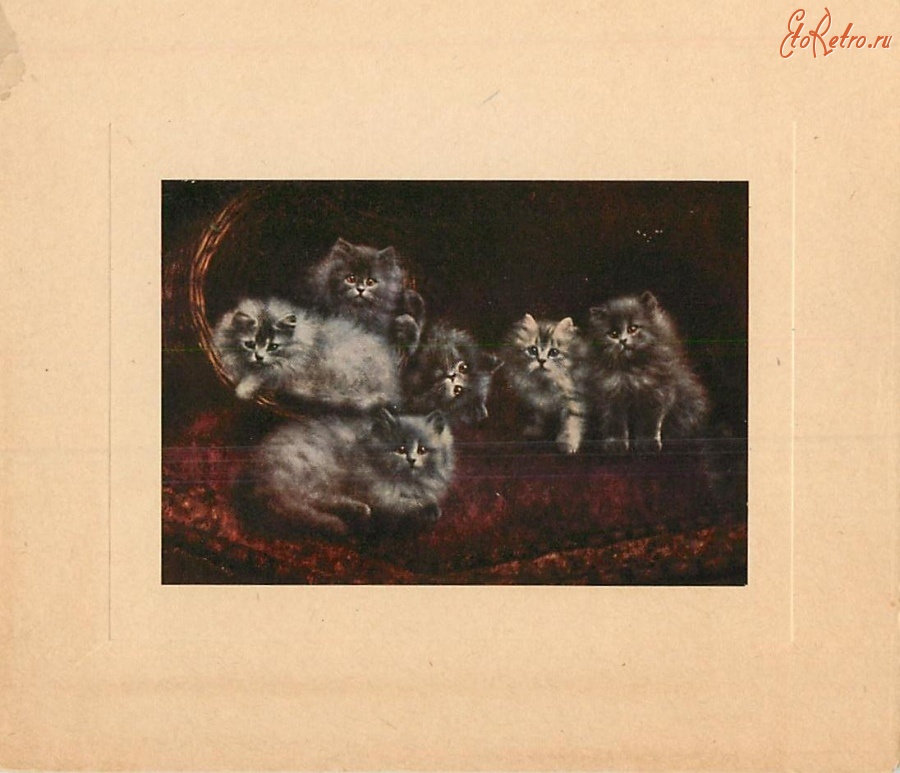 Ретро открытки - Шесть пушистых серых котят