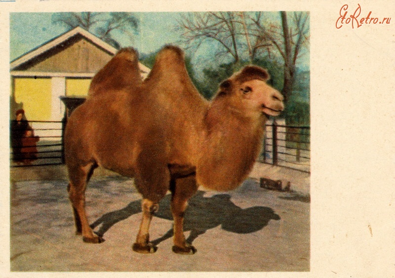 Ретро открытки - Верблюд двугорбый