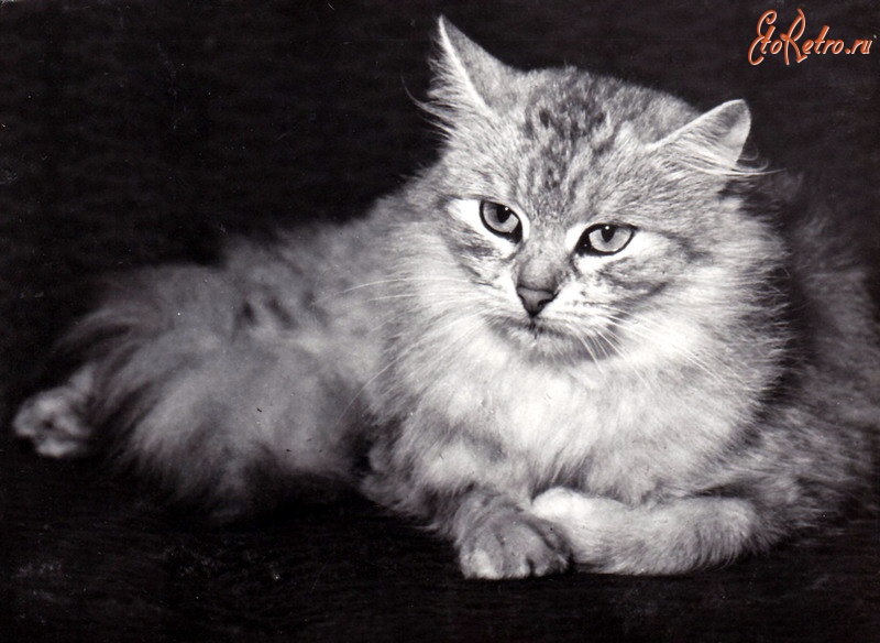 Ретро открытки - Кошка домашняя
