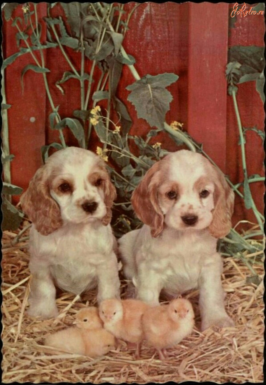Ретро открытки - Два щенка и цыплята
