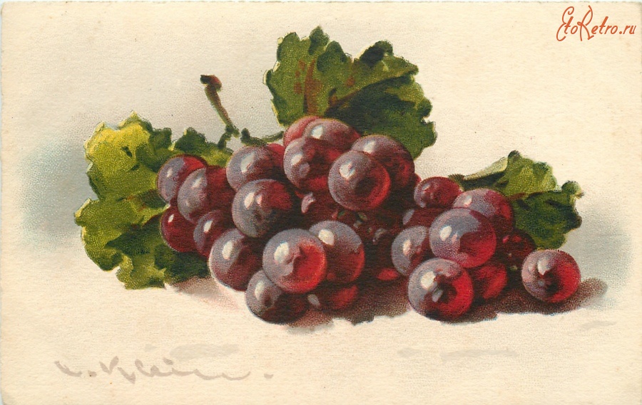 Ретро открытки - Красный виноград
