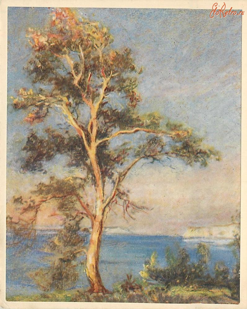 Ретро открытки - Земляничное дерево на морском берегу