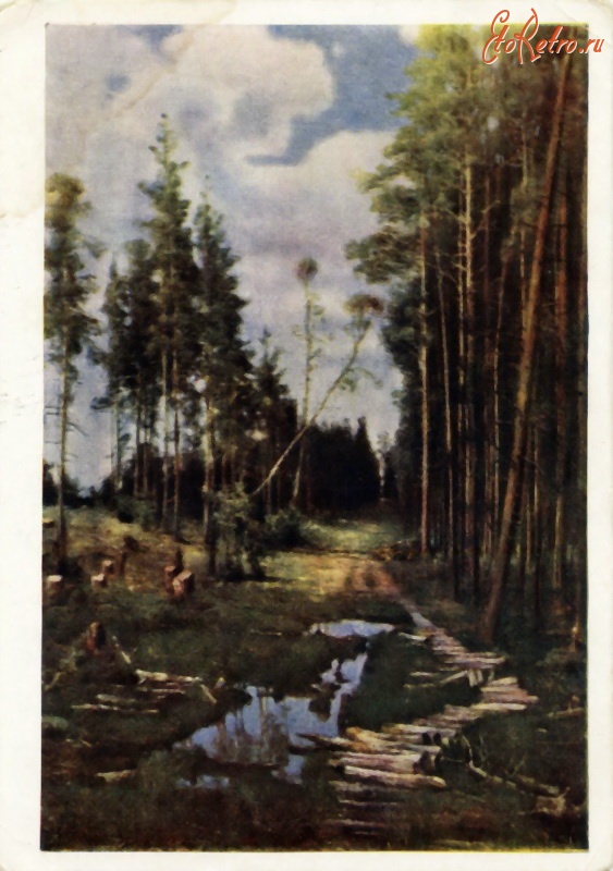 Ретро открытки - Просека в сосновом лесу