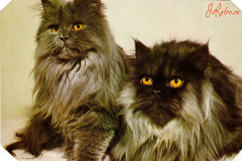 Ретро открытки - Персидские кошки - голубовато дымчатые