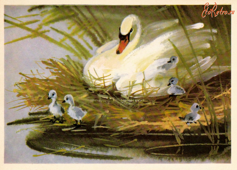 Ретро открытки - Лебедь-шипун
