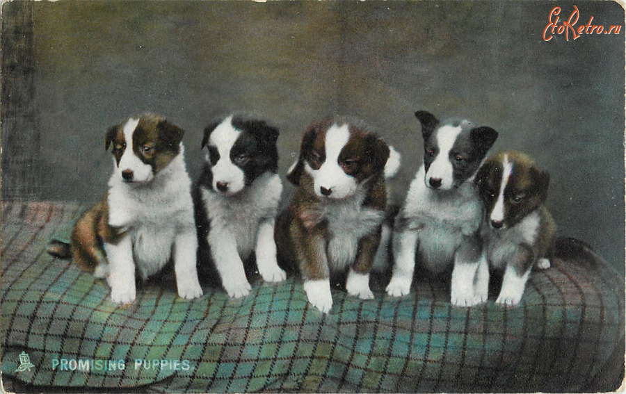Ретро открытки - Многообещающе щенки