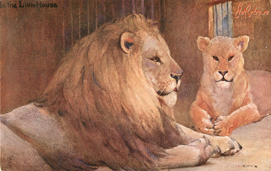 Ретро открытки - Лев и львица