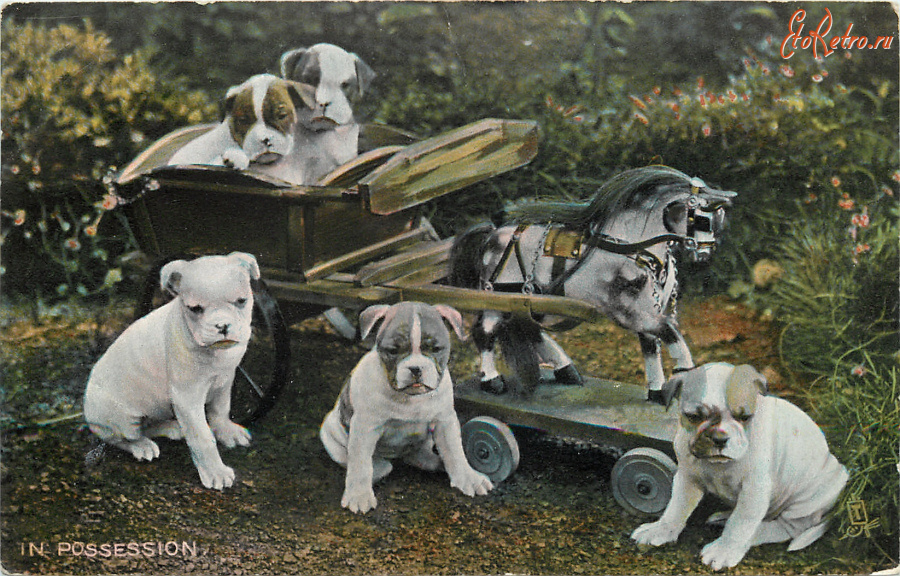 Ретро открытки - Милые щеночки, Во владении