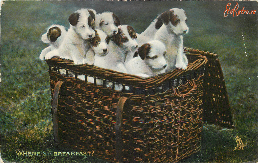 Ретро открытки - Милые щеночки, - Где завтрак ?