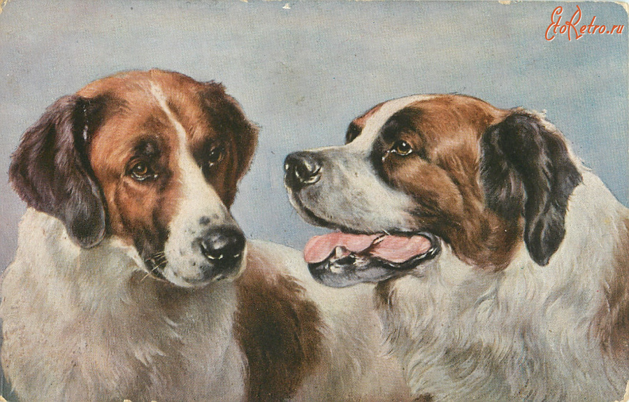 Ретро открытки - Собаки в парах, Сенбернар