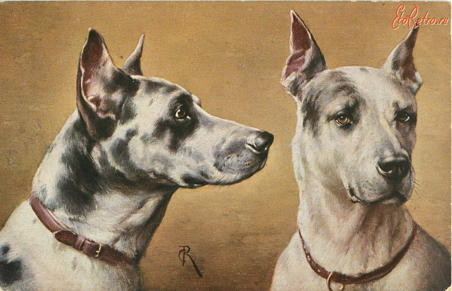 Ретро открытки - Датская собака, Грейт Данс