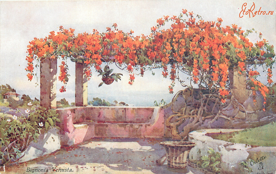 Ретро открытки - Цветы и сады Мадейры. Бигония Венуста