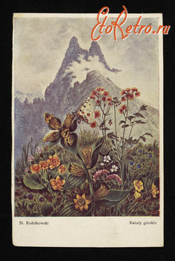Ретро открытки - Ретро-поштівка.  Гірські квіти. Польша.