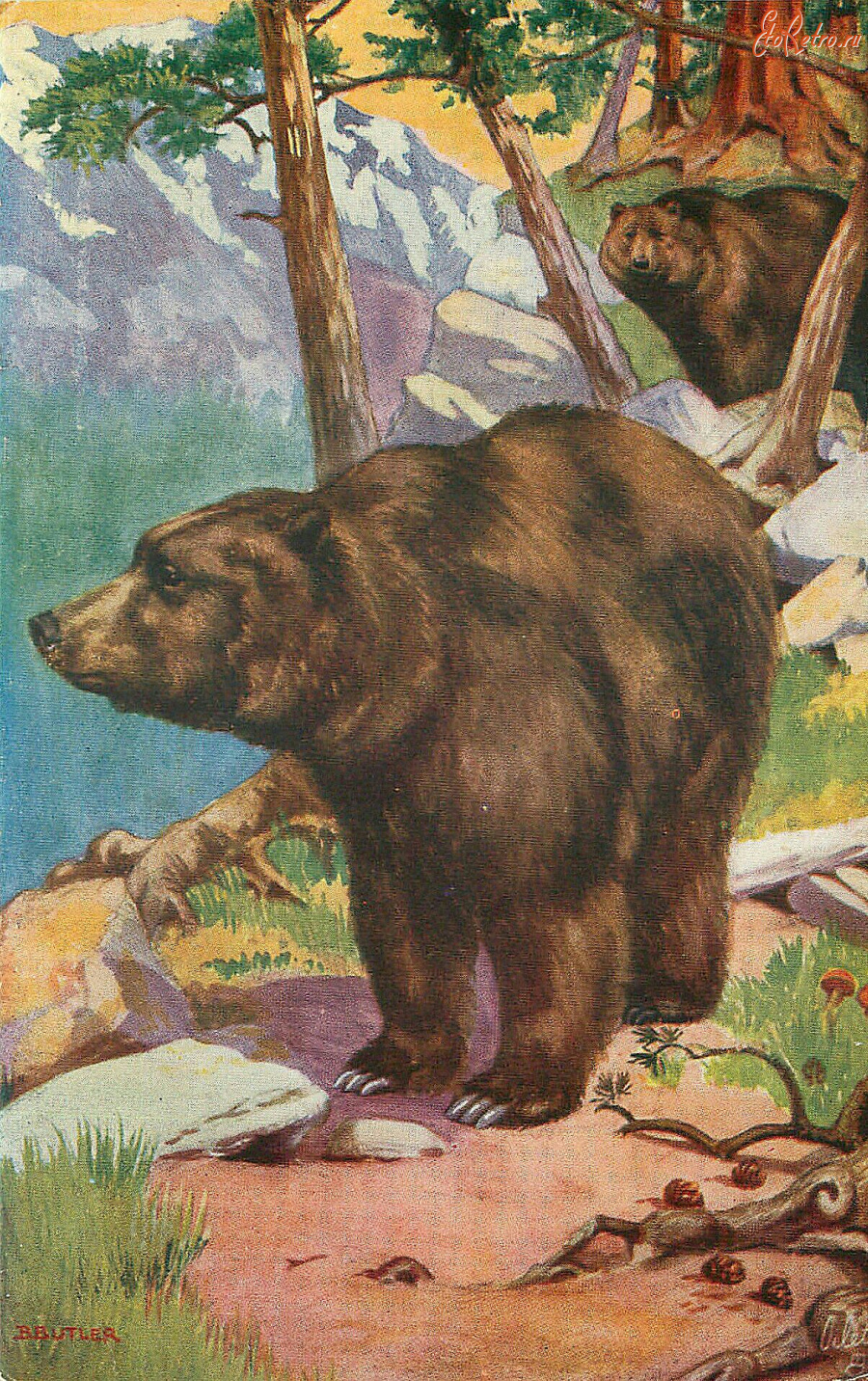 Ретро открытки - Б. Батлер. Бурый медведь. Гризли