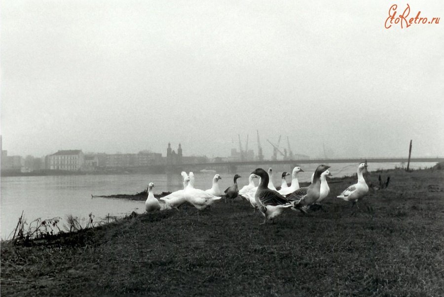 Литва - Раннее утро над Неманом (Мемелем). Вид на мост Королевы Луизы с восточной стороны. 1990 г.