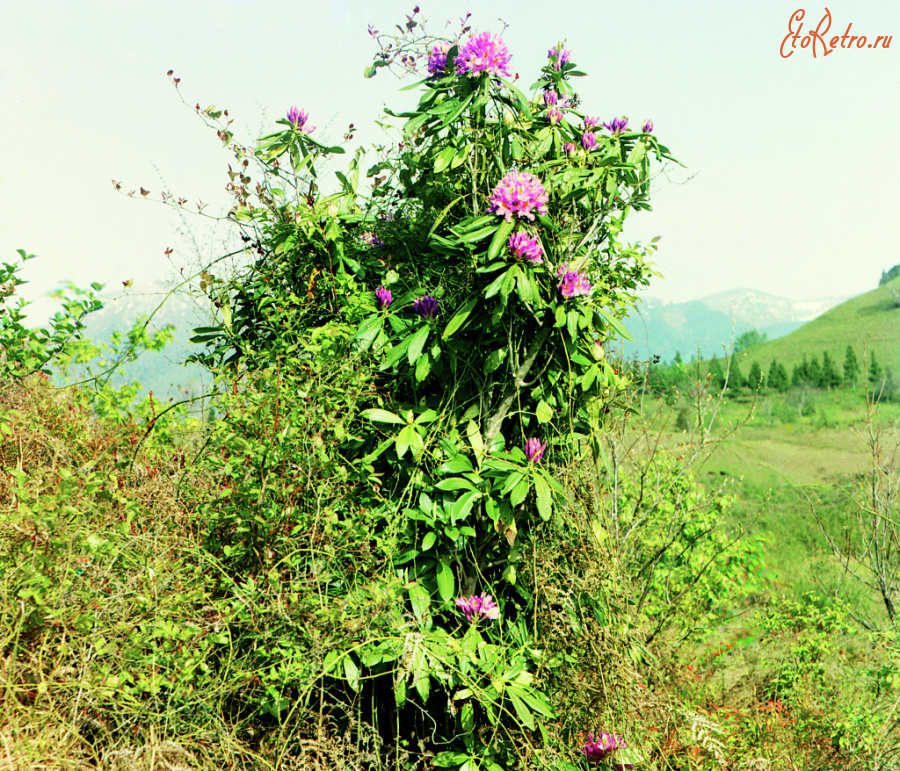 Грузия - Розовый рододендрон в Ахамиени