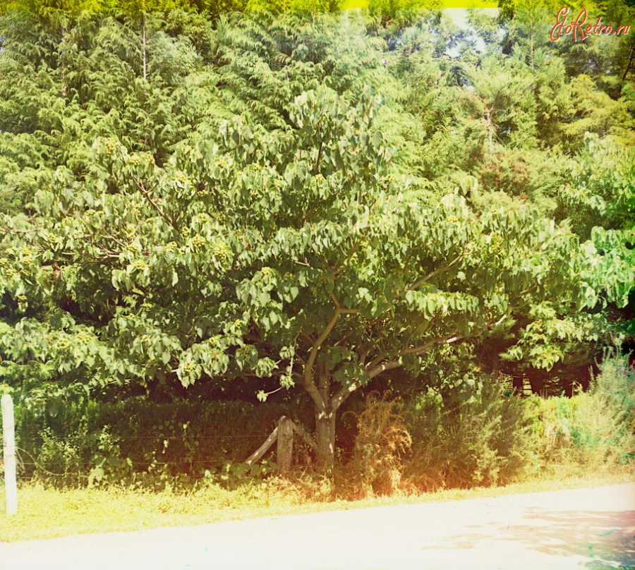 Грузия - Масличное дерево в Чакви